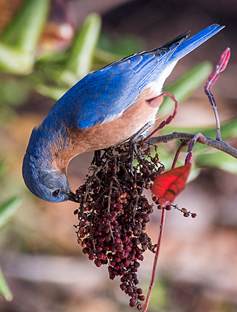 bluebird foraging on berries