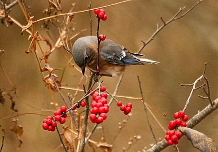 female Eastern Bluebird eating berries