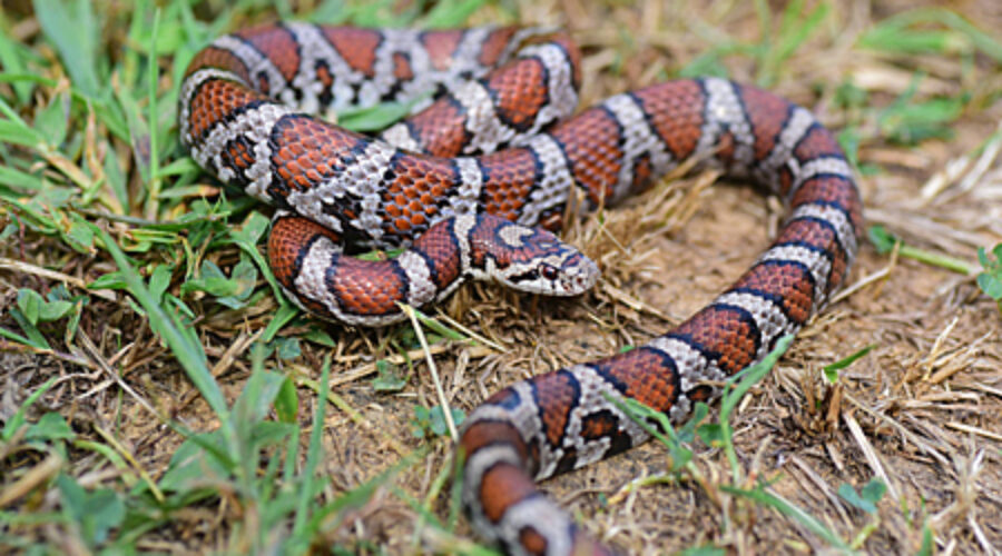 Eastern Milk Snake
