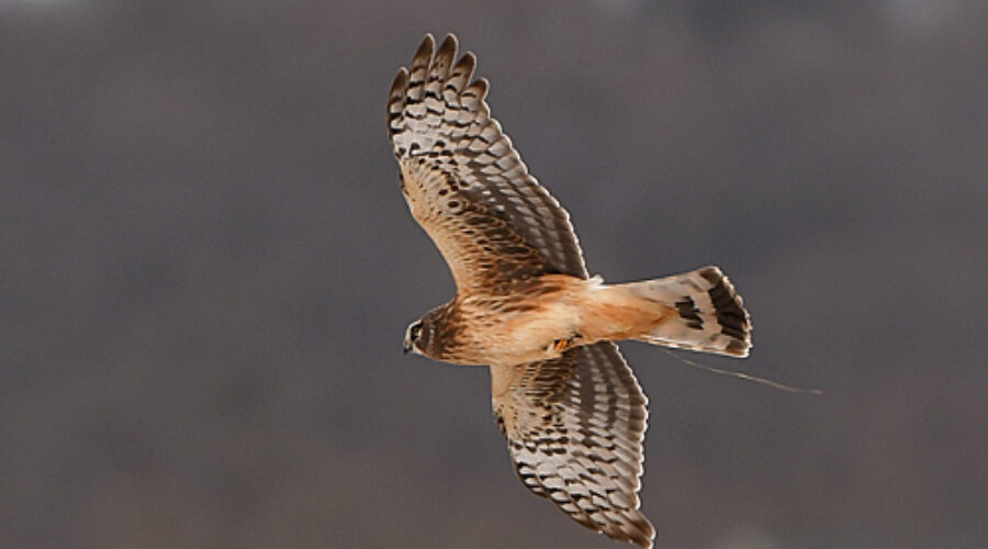 Northern Harrier in flight