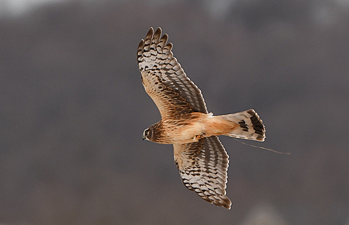 Northern Harrier in flight