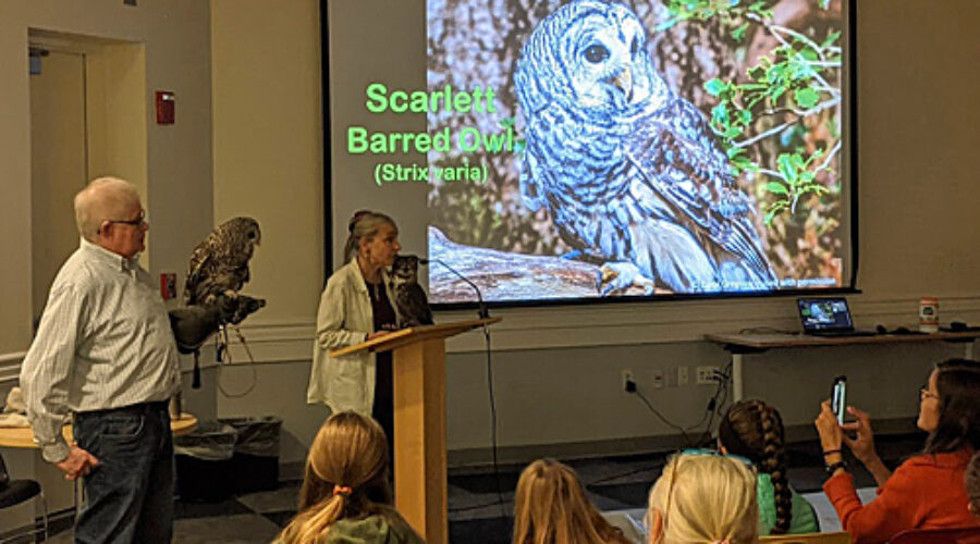 Owl presentation
