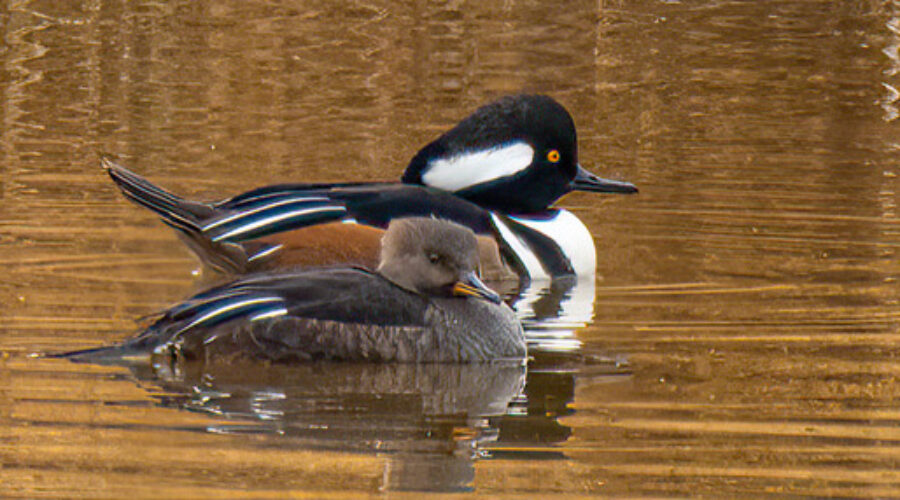 Hooded Mergansers