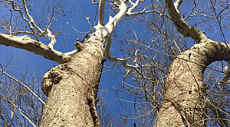 Sycamore tree.