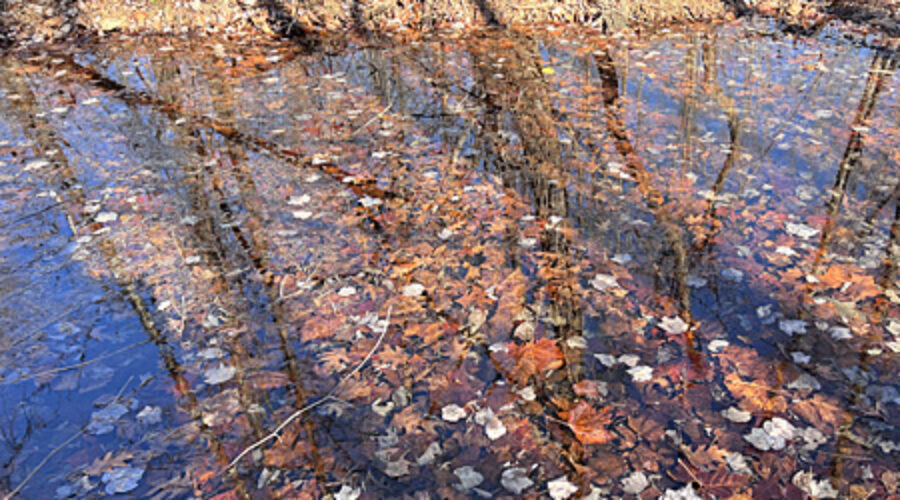 Leaves in stream at Morven Park
