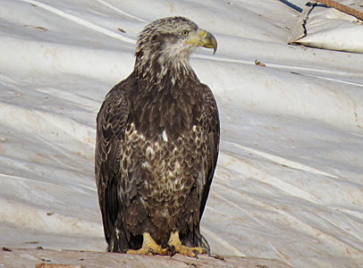 Juvenile Bald Eagle at landfill