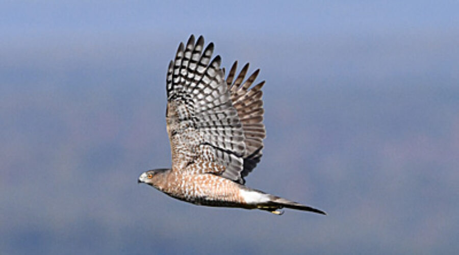 Cooper's Hawk