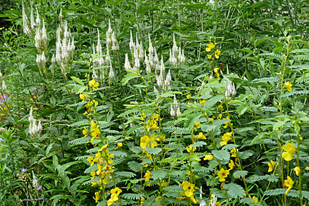 Native plant garden