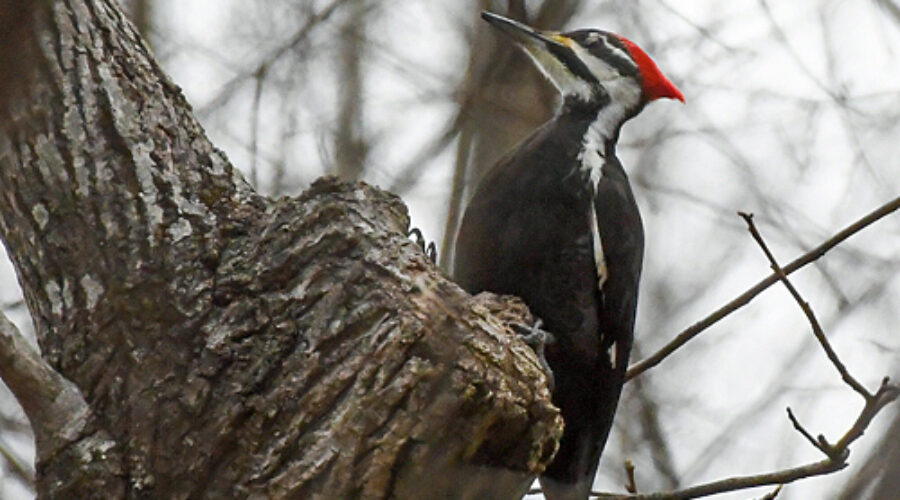 Pileated Woodpecker perched on tree