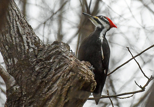 Pileated Woodpecker perched on tree