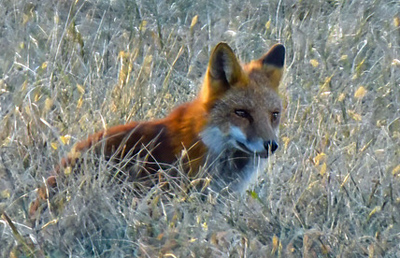 Red Fox hunting in field