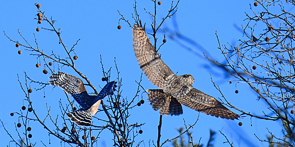 Red-shouldered Hawk chasing Great Horned Owl