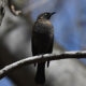 Rusty Blackbirds Seen on Dulles Wetlands Walk