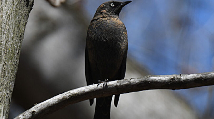 Rusy Blackbird