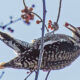 Woodpeckers and Bald Eagles Seen on Banshee Bird Walk