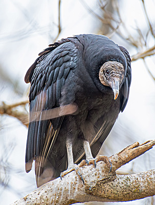 Black Vulture on branch