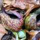 Good Weather for Skunk Cabbage, Less So for Birds