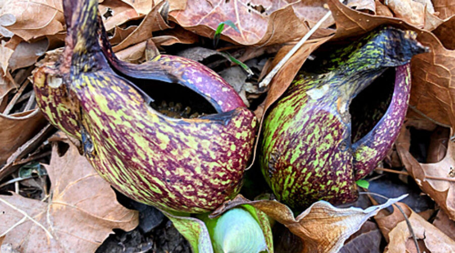 Skunk Cabbage