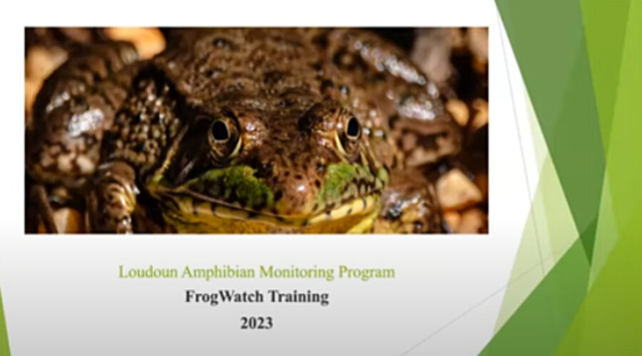 Amphibian Monitoring Training 2023