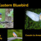 Bluebird Monitoring Program Kickoff for 2023