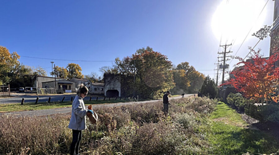 Volunteers remove weeds and plant seeds