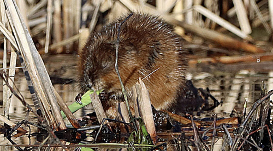 North American Beaver
