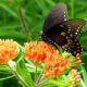 Milkweed Sale on June 24:  SOLD OUT