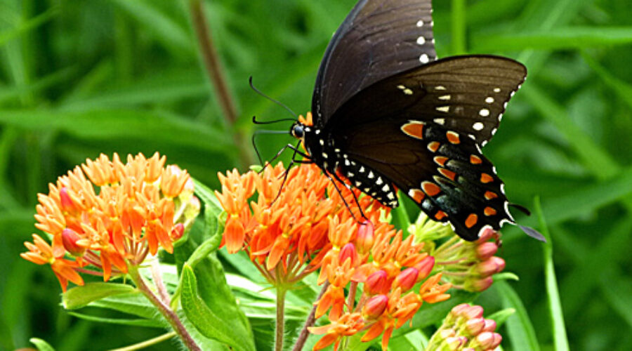 Swallowtail butterfly on Butterfly Weed