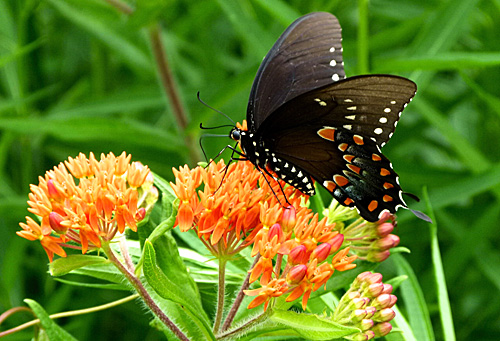 Swallowtail butterfly on Butterfly Weed