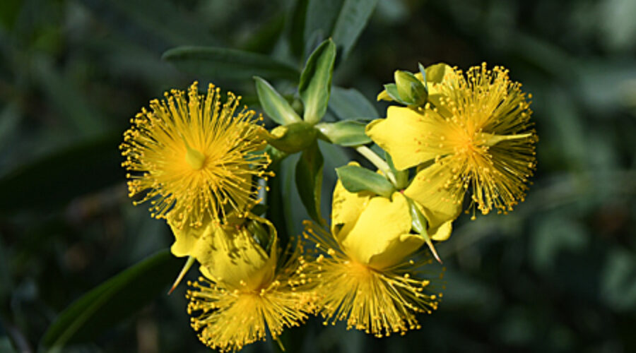 Shrubby Saint John’s Wort flowers