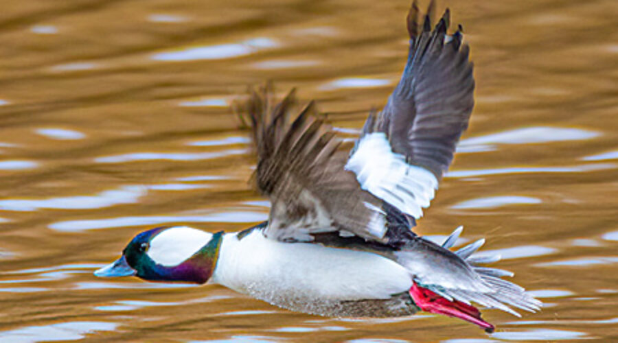 Male Bufflehead in flight.
