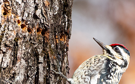 Yellow-bellied Sapsucker with holes