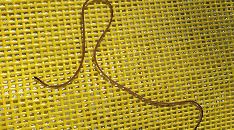 Parasitic horsehair worm