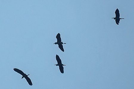 Great Blue Herons in flight.