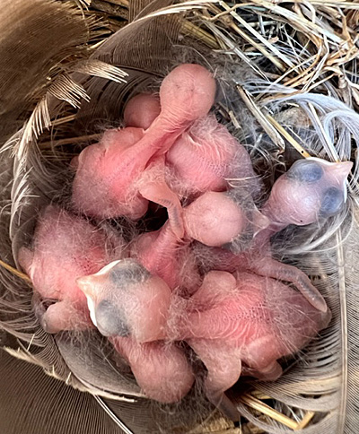 Bluebird hatchlings in nestbox
