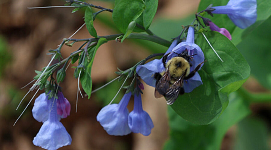 Native bee on Virginia Bluebells.
