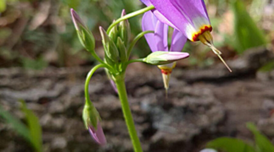 Shooting Star, a spring ephemeral