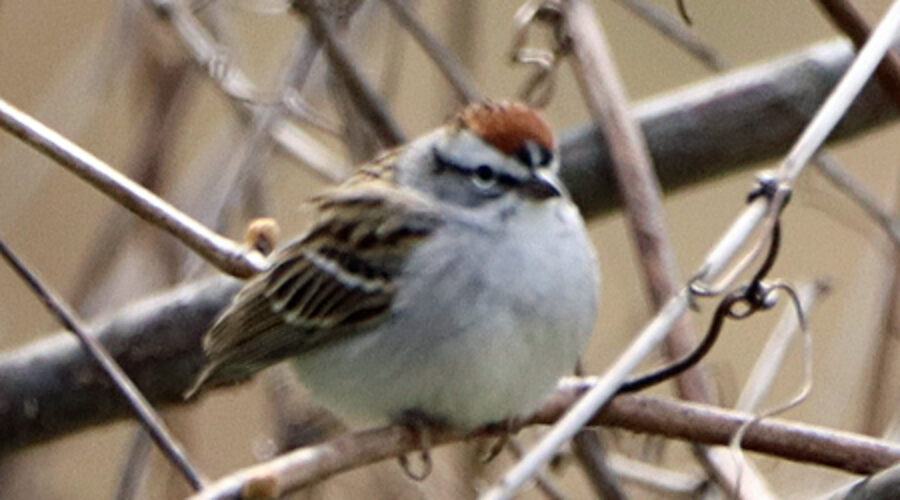 Chipping Sparrow