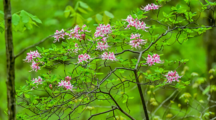 Pinxter Azalea shrub
