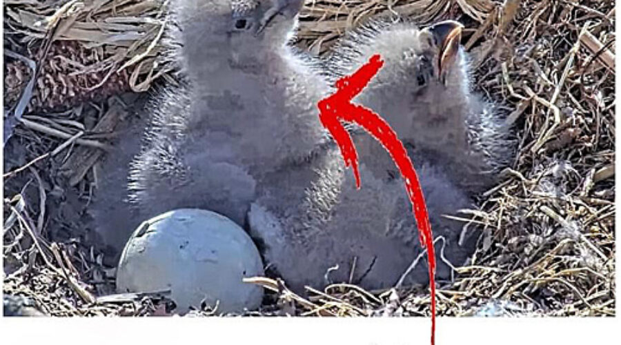 Eaglet with full crop