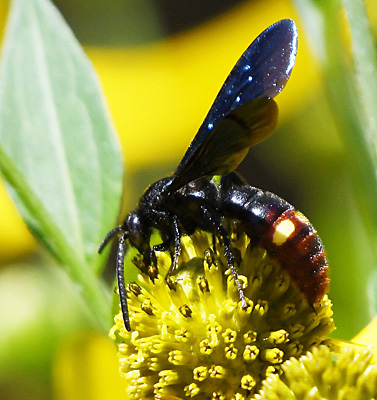 Blue-winged Scoliid Wasp