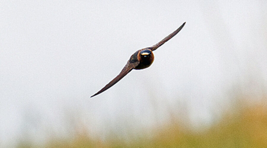 Cliff Swallow in flight