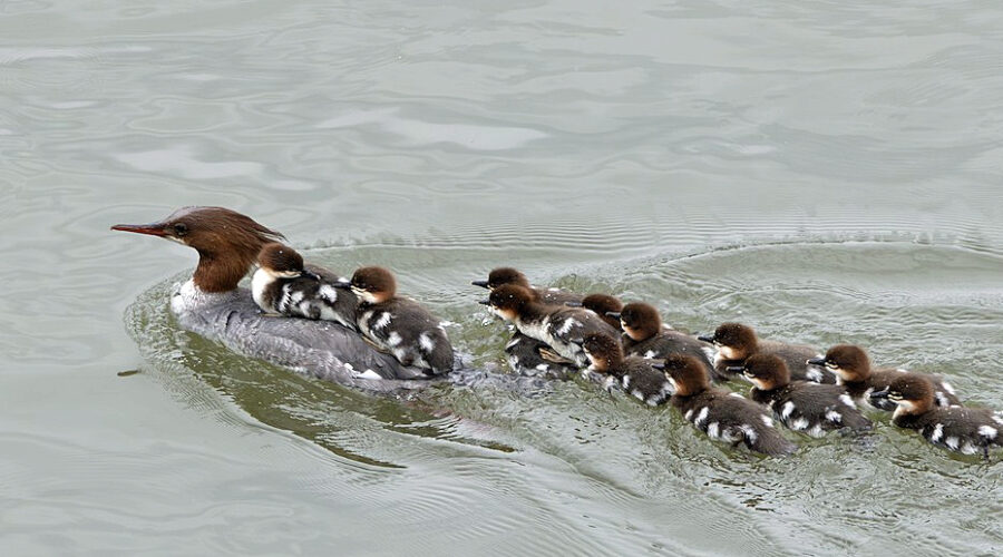 Common Merganser with ducklings