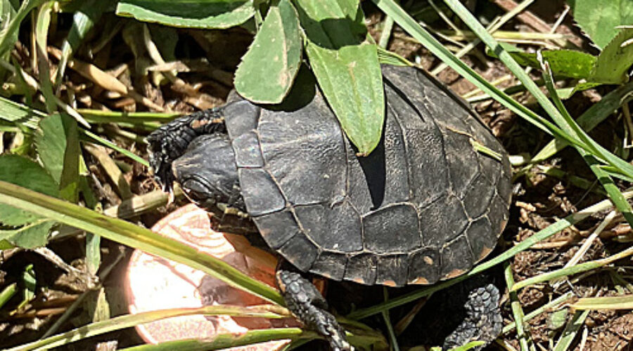Eastern Painted Turtle baby