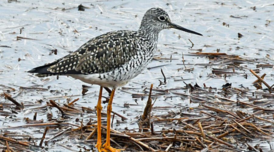 Greater Yellowlegs
