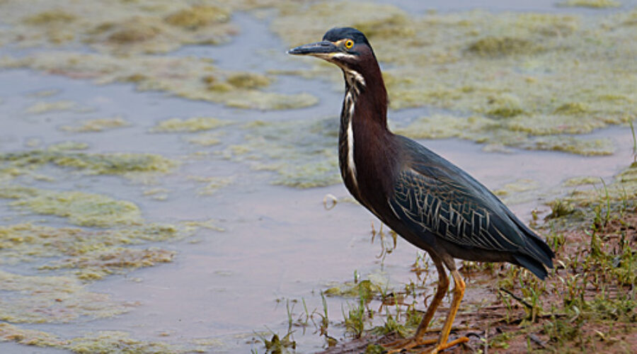 Green Heron standing on shore