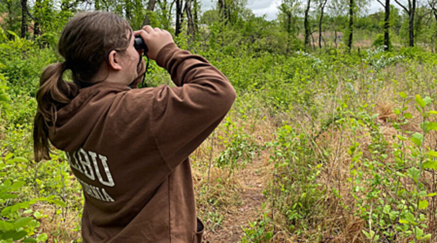Looking for Birds
