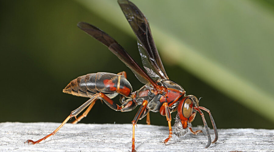 Metric Paper Wasp