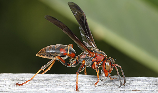 Metric Paper Wasp