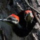 Pileated Woodpecker Nestlings Are Highlight of Bles Park Walk